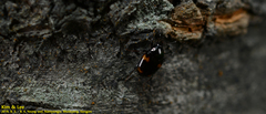 Scaphidium