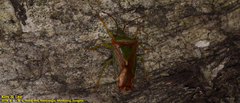 Acanthosoma spinicolle