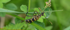 Leptura annularis