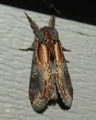 Notodonta scitipennis