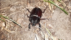 Strategus antaeus