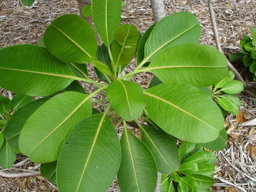 Euphorbia haeleeleana