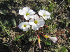 Oxalis goniorrhiza