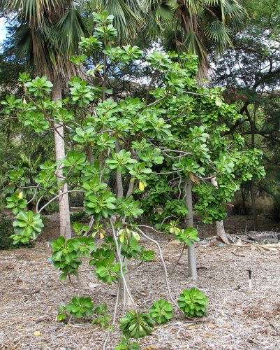 Euphorbia haeleeleana