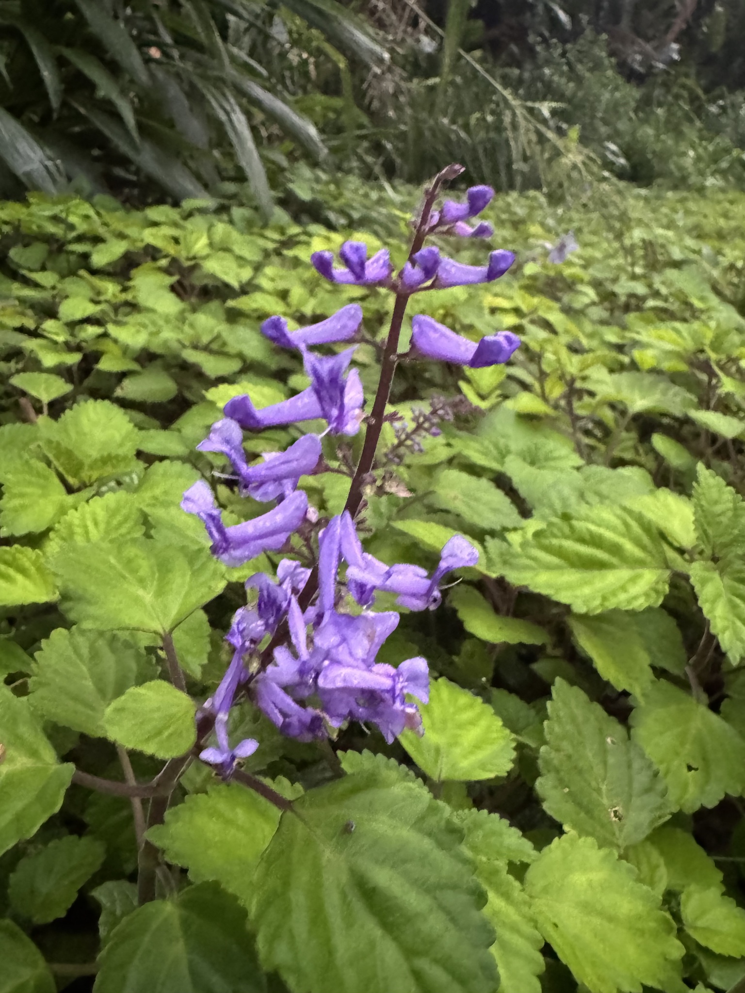 Imagem de Lavanda-do-zulu