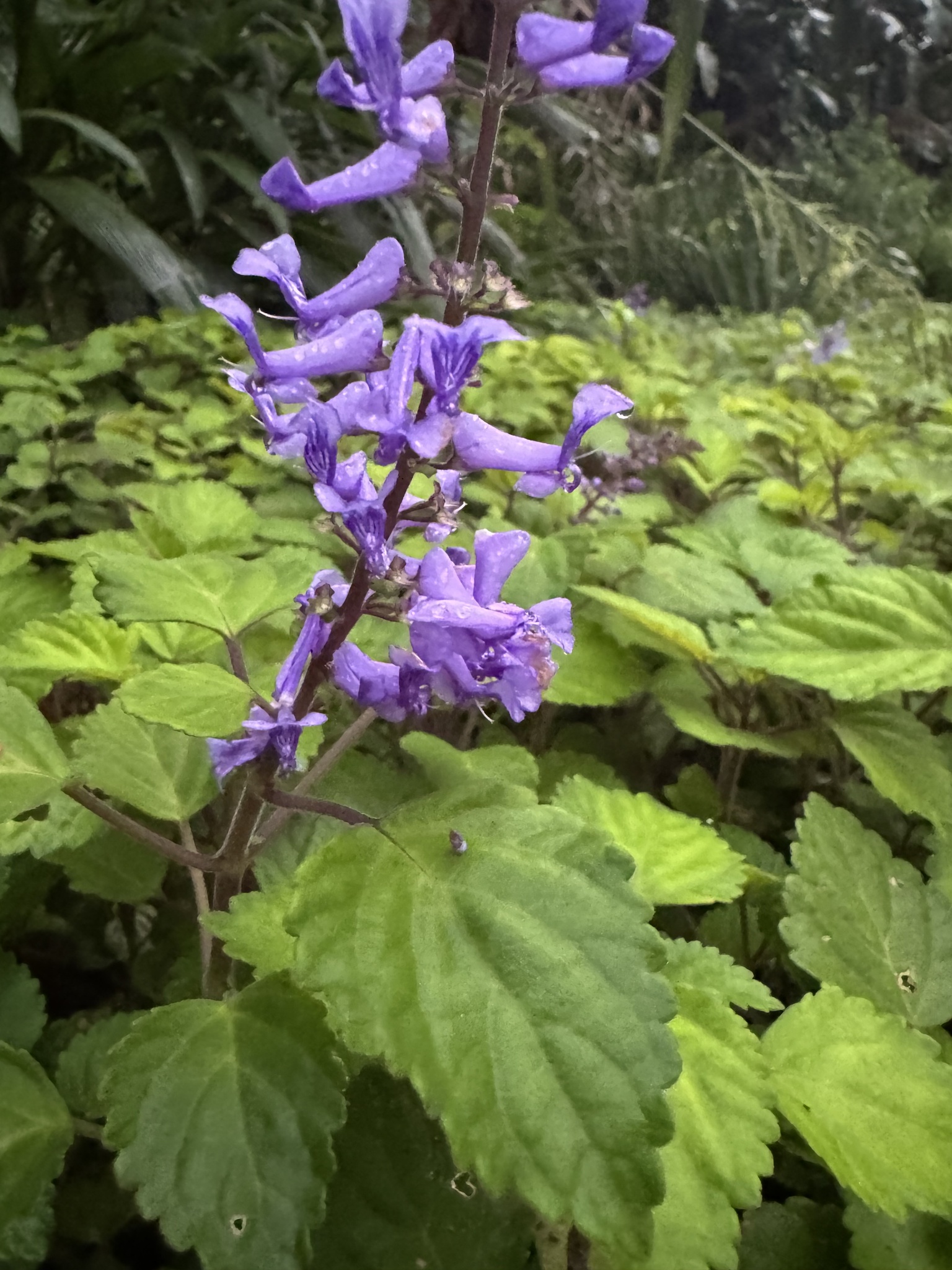 Imagem de Lavanda-do-zulu