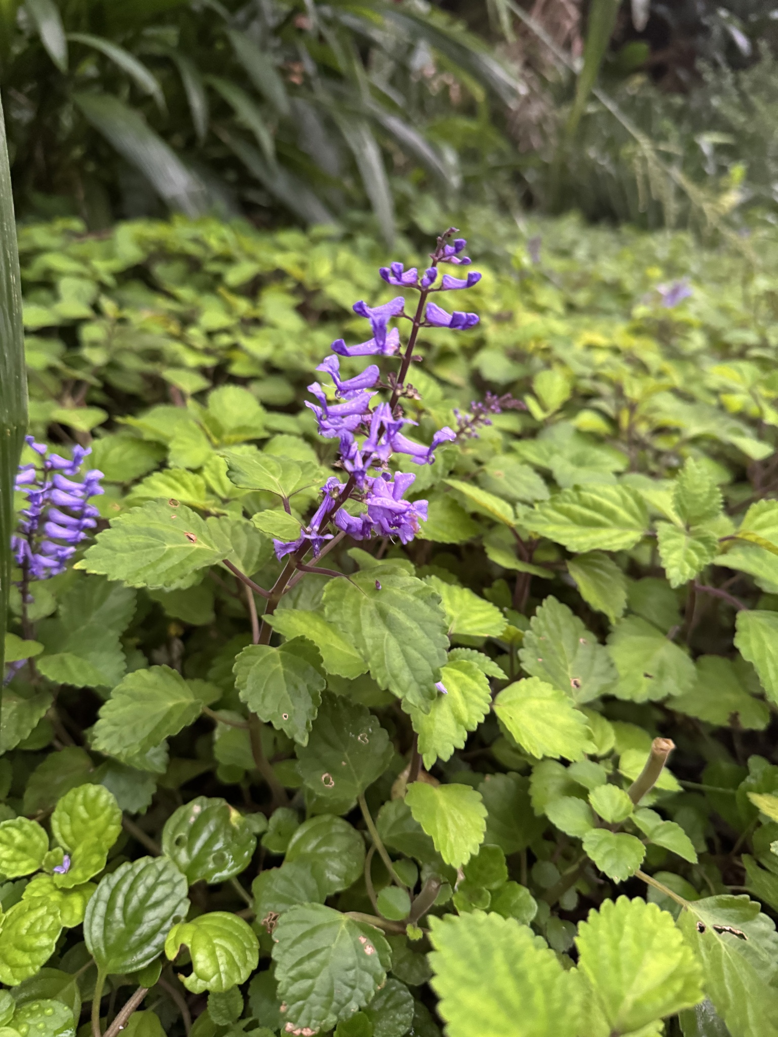 Imagem de Lavanda-do-zulu