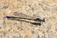Argia emma