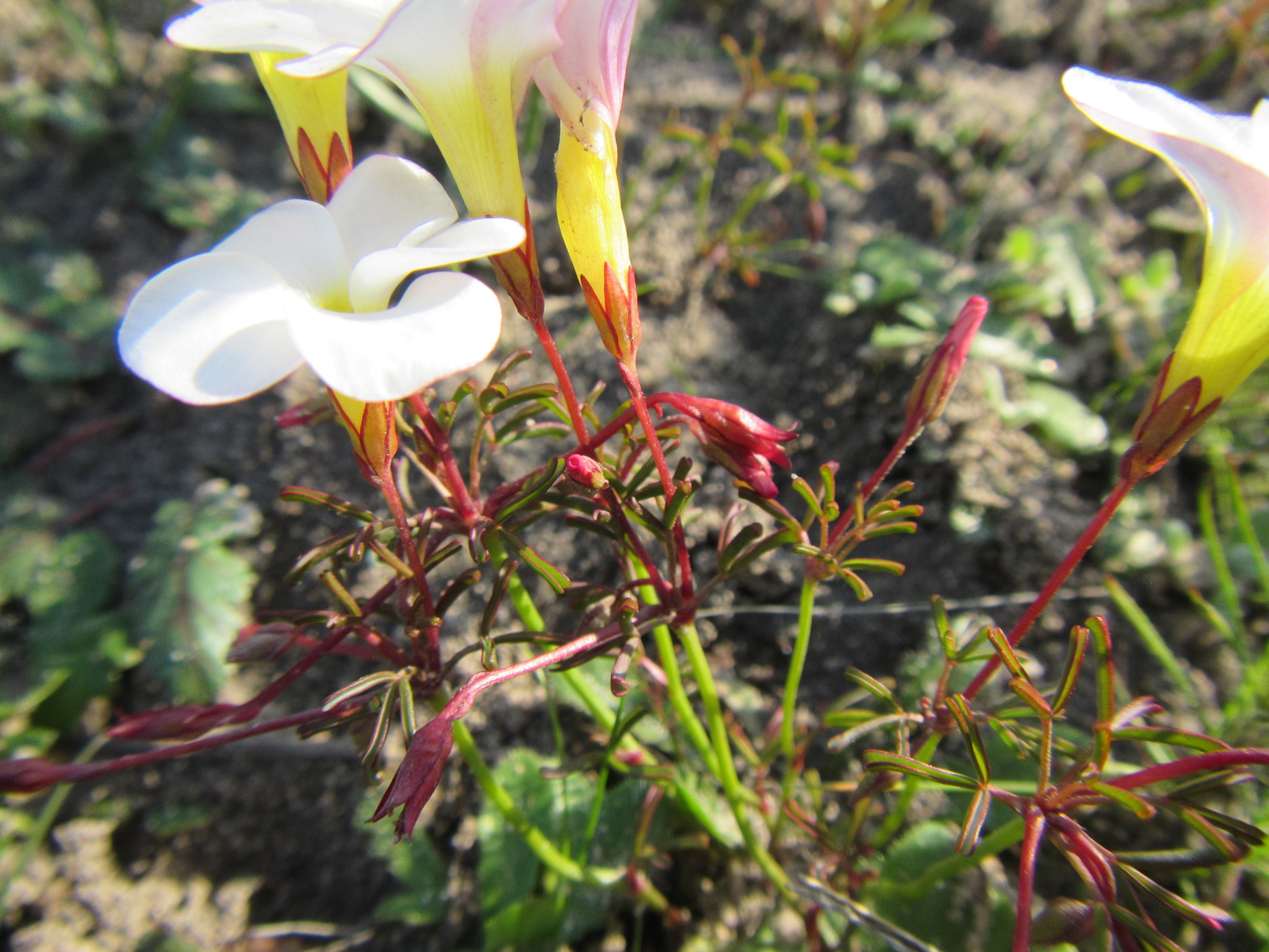Oxalis goniorhiza Eckl. & Zeyh.