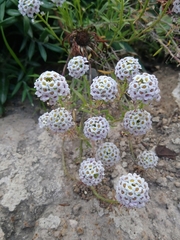 Lobularia maritima