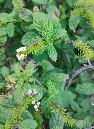 Heliotropium balfourii