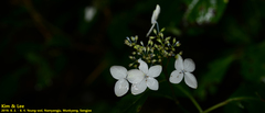 Hydrangea serrata