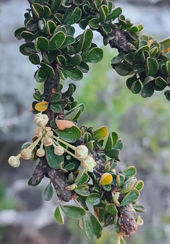 Croton socotranus var. pachyclados