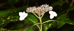 Hydrangea serrata