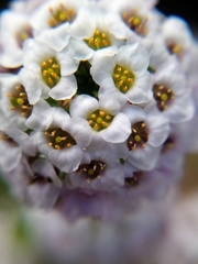 Lobularia maritima