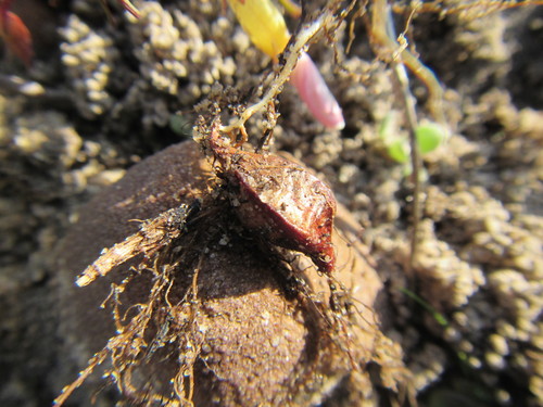 Image of Oxalis goniorhiza by (c) douglaseustonbrown, some rights reserved (CC BY-SA)