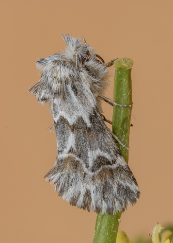 Cleonymia chabordis