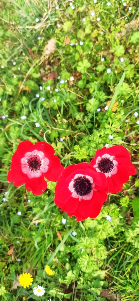 Poppy anemone