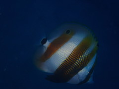 Coradion chrysozonus