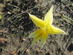 Gladiolus trichonemifolius