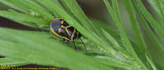 Eurydema gebleri
