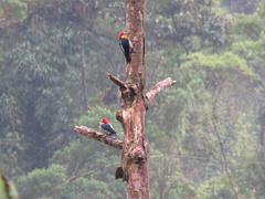 Melanerpes flavifrons