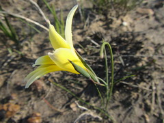 Gladiolus trichonemifolius