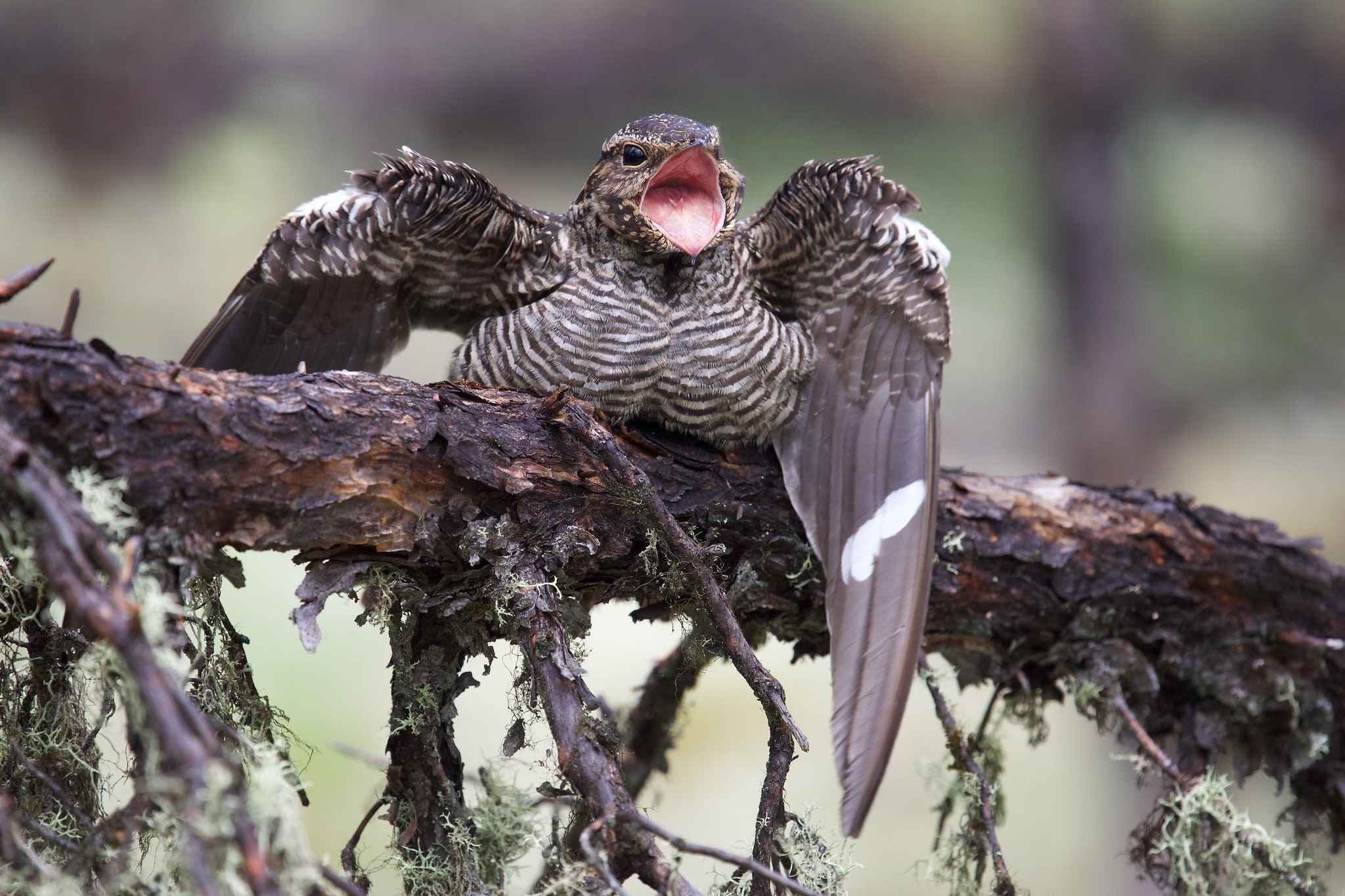 Common Nighthawk illustration