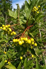 Viburnum trilobum image