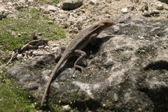 Sceloporus chrysostictus