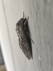 Sphinx chersis