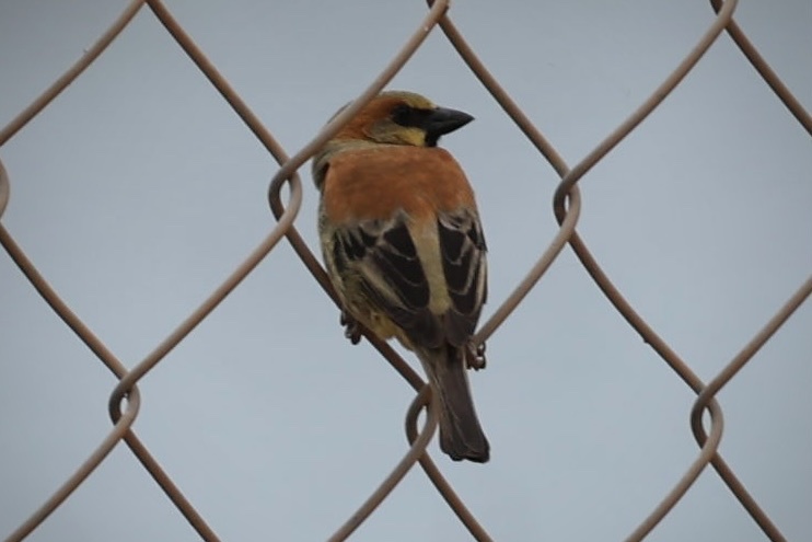 Plain-backed Sparrow