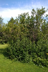 Viburnum trilobum image