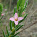 Zieria veronicea - Photo (c) Geoffrey Cox, some rights reserved (CC BY-NC), uploaded by Geoffrey Cox