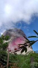 Calliandra eriophylla