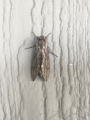Sphinx chersis