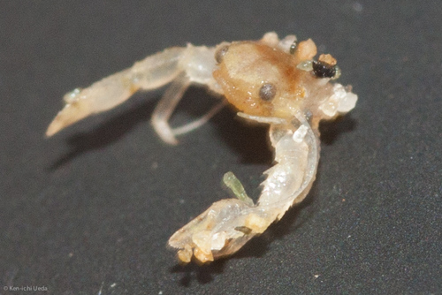Porcellanidae