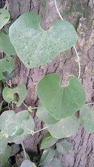 Aristolochia ringens