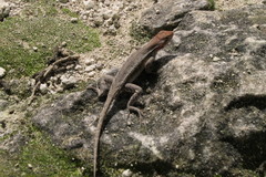 Sceloporus chrysostictus