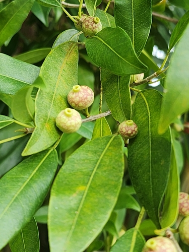 Gameleira