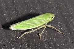 Draeculacephala noveboracensis