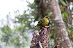 Orthogonys chloricterus