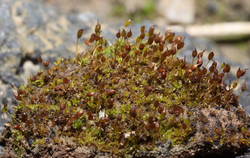 Microbryum davallianum observed 2025-02-19