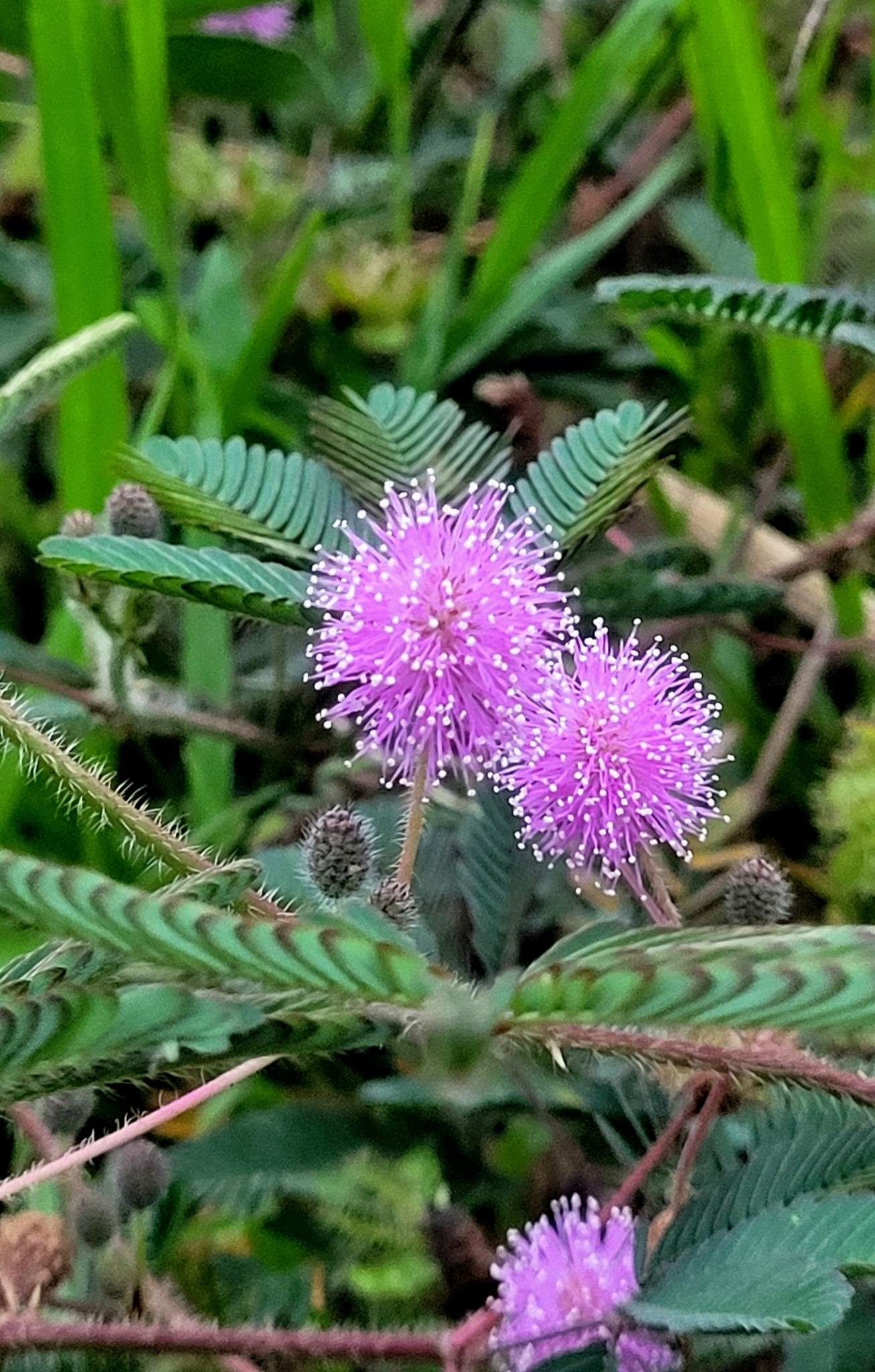 Mimosa pudica