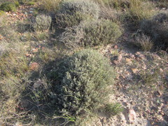 Heterolepis peduncularis