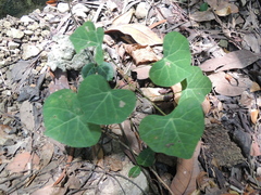 Stephania cephalantha