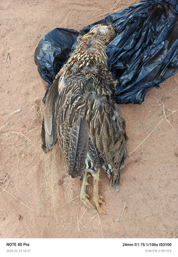 Double-spurred Spurfowl