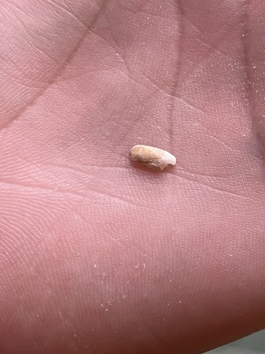 Leiosolenus mucronatus observed 2025-02-19