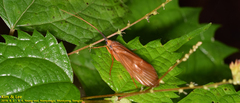 Hydatophylax formosus