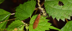 Hydatophylax formosus
